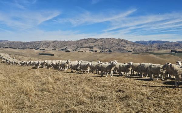 Drought on North Canterbury farm.